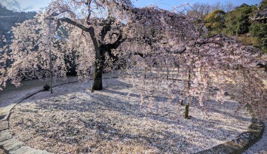 GROM 桜を見る会2021