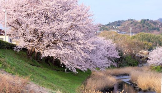 桜の週末